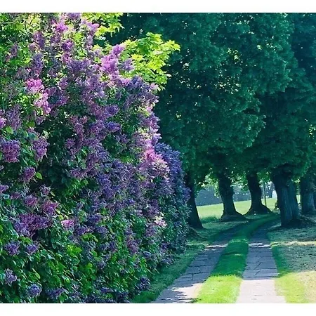 Summer Freshness Comfortable Σπίτι διακοπών Wendisch Langendorf